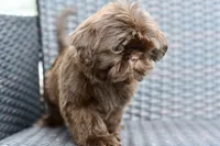 Poppy, a female Shih Tzu for sale in Bella Vista, AR – 3 of 7