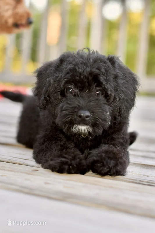 Sam – Poodle - Toy  puppy for sale in Bella Vista, AR