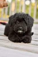 Sam, a male Poodle - Toy  for sale in Bella Vista, AR – 1 of 10