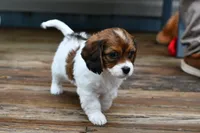 Penny, a female Cavapoo for sale in Bella Vista, AR – 6 of 9