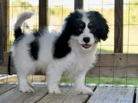 Sydney, a female Cavapoo for sale in Bella Vista, AR – 5 of 10