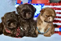 Rosey , a female Shih Tzu for sale in Bella Vista, AR – 3 of 4