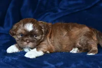 Boots, a male Shih Tzu for sale in Bella Vista, AR – 3 of 8