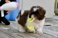 Lucy, a female Shih Tzu for sale in Bella Vista, AR – 2 of 9