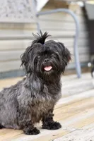 Gizmo, a male Shih Tzu for sale in Bella Vista, AR – 7 of 10
