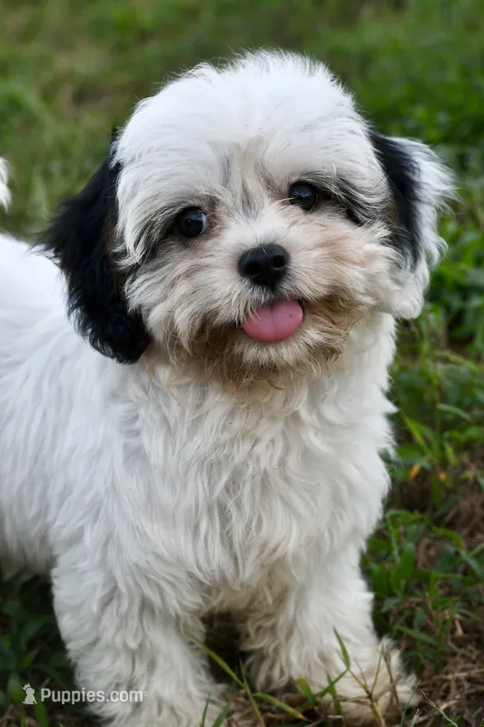 Bandit  – Cavapoo puppy for sale in Bella Vista, AR