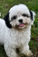 Bandit , a male Cavapoo for sale in Bella Vista, AR – 1 of 10