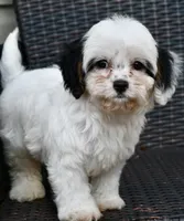Bandit 3lbs, a male Cavapoo for sale in Bella Vista, AR – 3 of 10