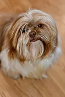 Jack, a male Shih Tzu for sale in Bella Vista, AR – 10 of 10