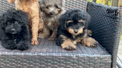 Sam, a male Poodle - Toy  for sale in Bella Vista, AR – 10 of 10