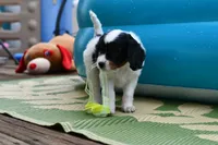 Winnie, a female Cavapoo for sale in Bella Vista, AR – 4 of 9