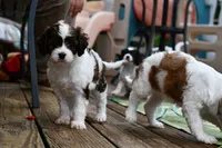 Lilly, a female Cavapoo for sale in Bella Vista, AR – 4 of 8