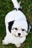 Bandit , a male Cavapoo for sale in Bella Vista, AR – 2 of 10