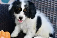 Sydney, a female Cavapoo for sale in Bella Vista, AR – 7 of 10
