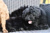 Sam, a male Poodle - Toy  for sale in Bella Vista, AR – 6 of 10