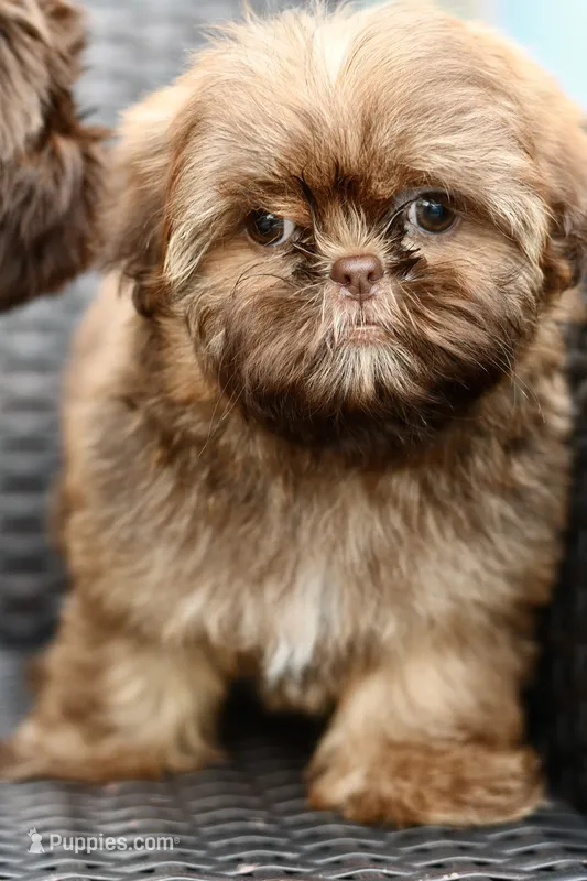 Peaches – Shih Tzu puppy for sale in Bella Vista, AR