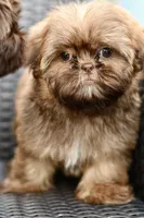 Peaches, a female Shih Tzu for sale in Bella Vista, AR – 1 of 5