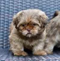 Teddy, a male Shih Tzu for sale in Bella Vista, AR – 4 of 8