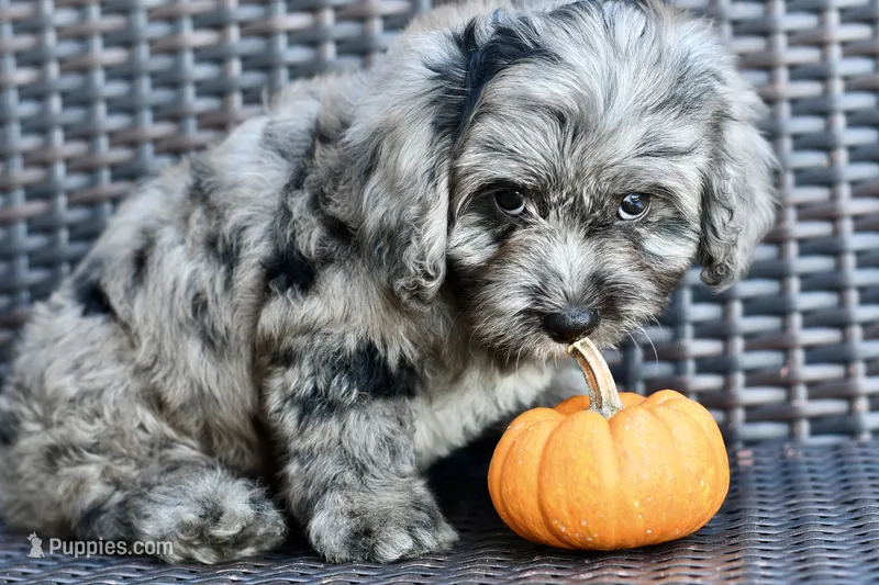 Luna – Cavapoo puppy for sale in Bella Vista, AR