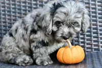 Luna, a female Cavapoo for sale in Bella Vista, AR – 1 of 10