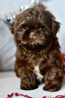 Cocoa , a female Shih Tzu for sale in Bella Vista, AR – 2 of 4