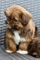Lola, a female Shih Tzu for sale in Bella Vista, AR – 5 of 7