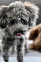 Penny, a female Poodle - Toy  for sale in Bella Vista, AR – 7 of 10