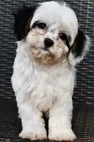 Bandit 3lbs, a male Cavapoo for sale in Bella Vista, AR – 10 of 10