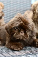 Poppy, a female Shih Tzu for sale in Bella Vista, AR – 7 of 7