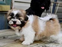 Gizmo, a male Shih Tzu for sale in Bella Vista, AR – 6 of 10