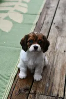 Penny, a female Cavapoo for sale in Bella Vista, AR – 5 of 9