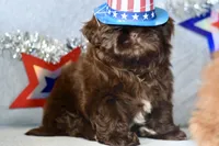 Cocoa , a female Shih Tzu for sale in Bella Vista, AR – 1 of 4