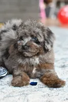 Penny, a female Poodle - Toy  for sale in Bella Vista, AR – 8 of 10