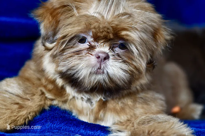Rosey  – Shih Tzu puppy for sale in Bella Vista, AR