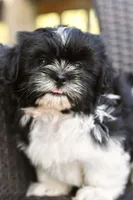 Jack, a male Shih Tzu for sale in Bella Vista, AR – 6 of 10