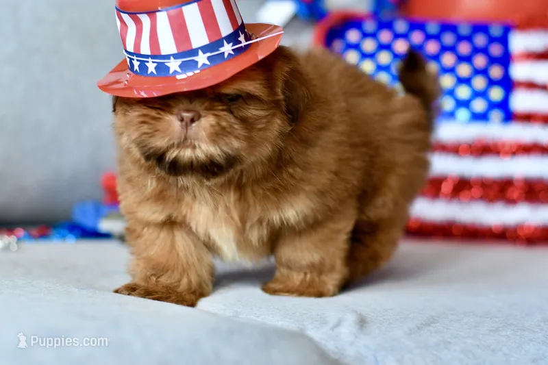 Rosey  – Shih Tzu puppy for sale in Bella Vista, AR