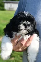 Jack, a male Shih Tzu for sale in Bella Vista, AR – 4 of 10