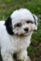 Bandit , a male Cavapoo for sale in Bella Vista, AR – 3 of 10