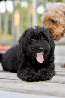 Sam, a male Poodle - Toy  for sale in Bella Vista, AR – 8 of 10