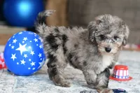 Izzy, a female Poodle - Toy  for sale in Bella Vista, AR – 7 of 10