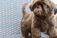 Poppy, a female Shih Tzu for sale in Bella Vista, AR – 2 of 7