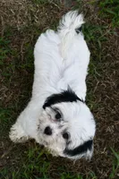Bandit , a male Cavapoo for sale in Bella Vista, AR – 4 of 10