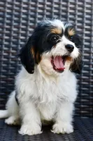 Charlie, a female Cavapoo for sale in Bella Vista, AR – 5 of 10