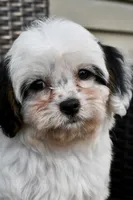 Bandit 3lbs, a male Cavapoo for sale in Bella Vista, AR – 2 of 10