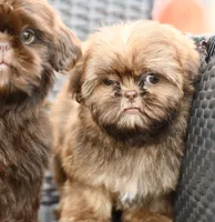 Peaches, a female Shih Tzu for sale in Bella Vista, AR – 4 of 5