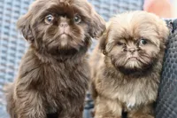Poppy, a female Shih Tzu for sale in Bella Vista, AR – 6 of 7