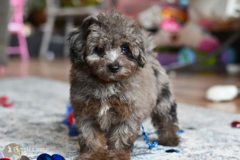 Penny – Poodle - Toy  puppy for sale in Bella Vista, AR