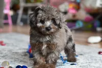 Penny, a female Poodle - Toy  for sale in Bella Vista, AR – 7 of 10