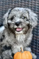 Luna, a female Cavapoo for sale in Bella Vista, AR – 7 of 10