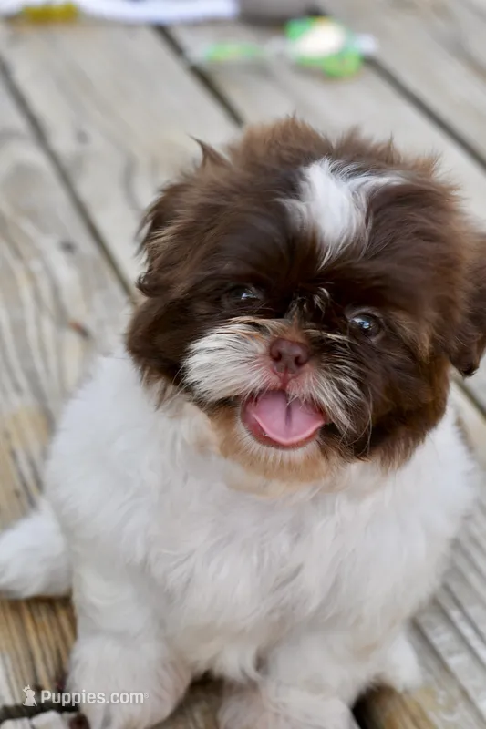 Lucy – Shih Tzu puppy for sale in Bella Vista, AR